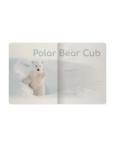 Kaustik Bruno Visconti A5/48L Polar Bear Cub 1 5x5ruut 2