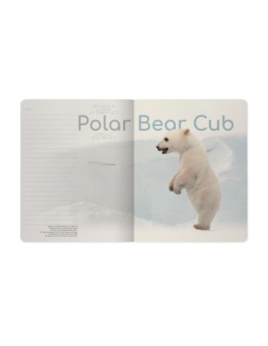 Kaustik Bruno Visconti A5/48L Polar Bear Cub 1 5x5ruut