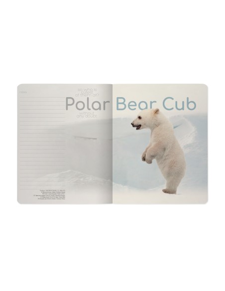 Kaustik Bruno Visconti A5/48L Polar Bear Cub 1 5x5ruut