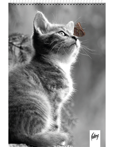 Notebook College Premium A5/80sh/5x5 square, spiral up